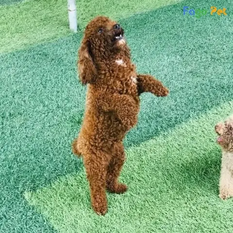 Điều Kiện Học Tập Của Khóa Huấn Luyện Chó Bully