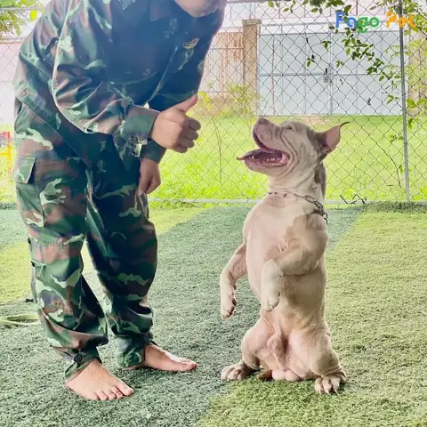 Các Bài Huấn Luyện Chó Bully Tại Fago Pet