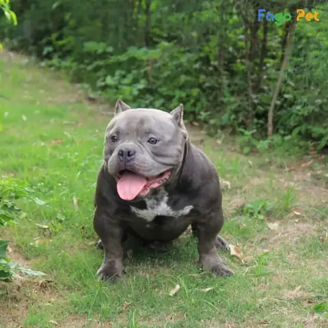 Điều Kiện Học Tập Của Khóa Huấn Luyện Chó Bully