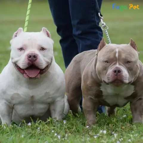 Những Thay Đổi Sau Khi Huấn Luyện Chó Bully Tại Fago Pet