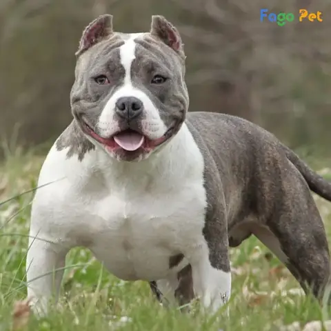 Tại Sao Nên Huấn Luyện Chó Bully