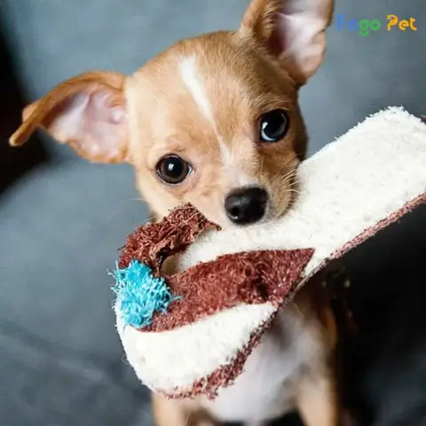 Cách Dạy Chó Chihuahua Nâng Cao