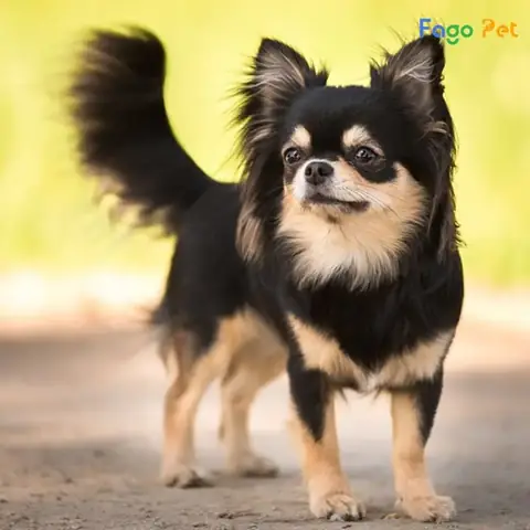 Cách Dạy Chó Chihuahua Cơ Bản