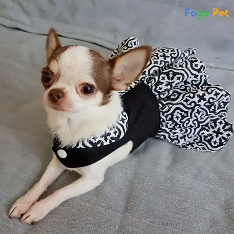 Cách Dạy Chó Chihuahua Cơ Bản
