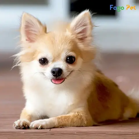 Những Điều Cần Biết Về Chó Chihuahua