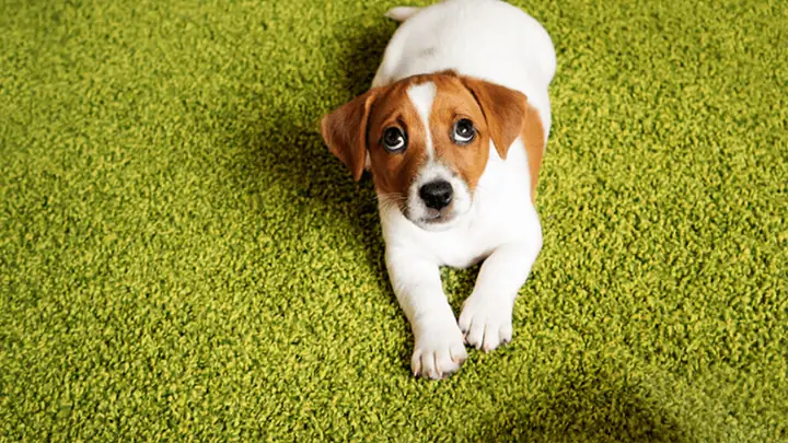 Biết Được Thời Điểm Đi Vệ Sinh Của Chó