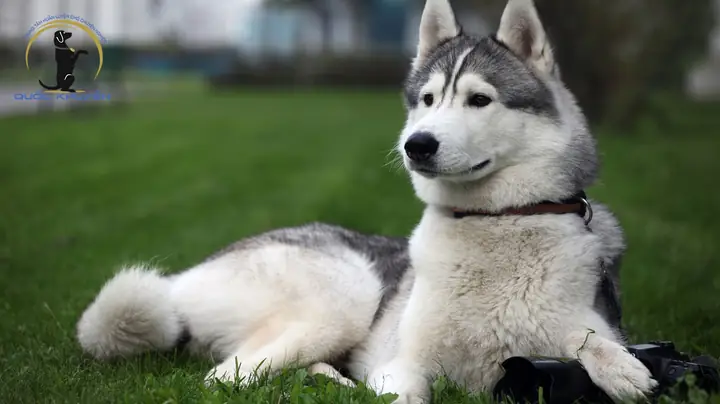 Trung Tã¢m Huáº¥n Luyá»n Chã³ Alaska Chuyãªn Nghiá»p