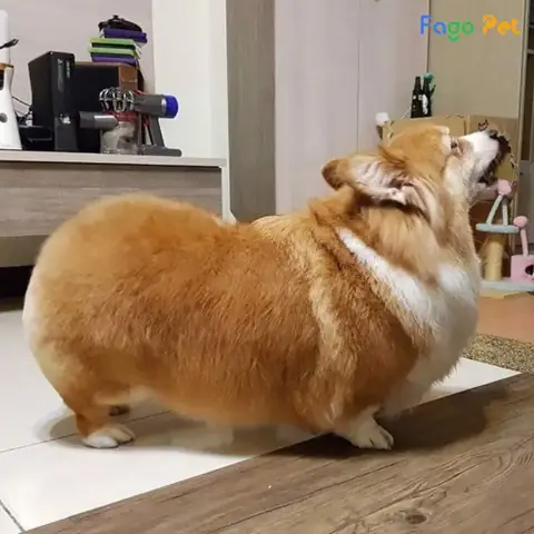 Tại Sao Nên Huấn Luyện Chó Corgi?