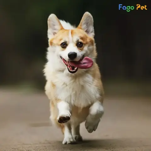 Bảo Vệ Chủ Khi Có Lệnh