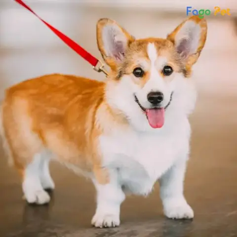 Tăng Sự Gắn Bó Với Chủ