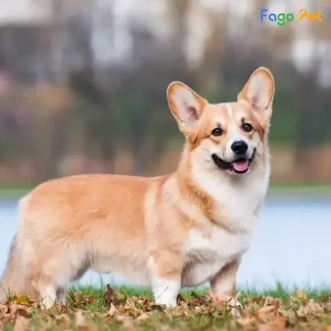 Điều Kiện Học Tập Của Khóa Huấn Luyện Chó Corgi