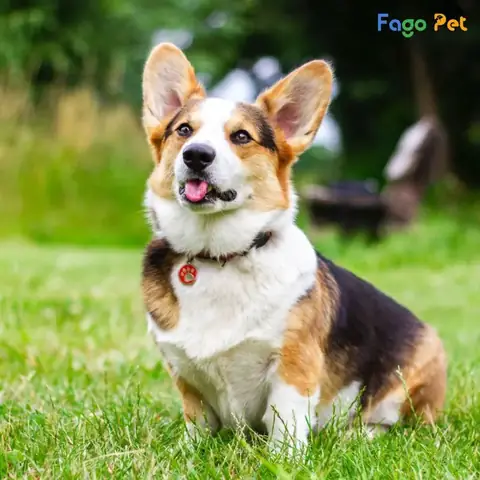 Những Điều Cần Biết Về Chó Corgi