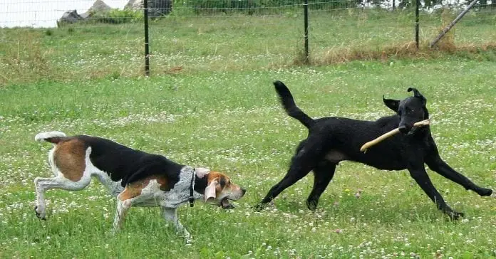 Hé Lộ: Bí Quyết Huấn Luyện Chó Săn Theo Ý Bạn