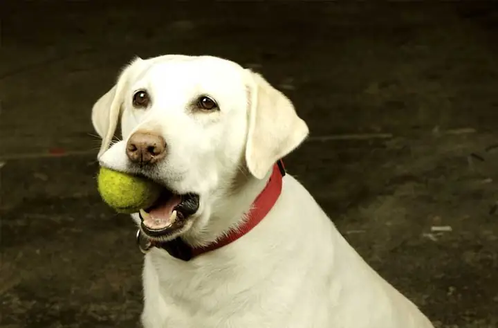 Huấn Luyện Các Giống Chó Khác Nhau