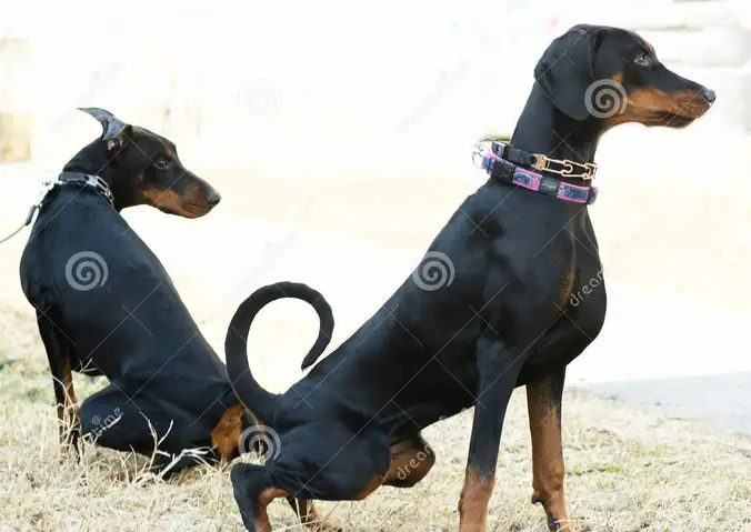 Tập Cho Chó Doberman Thói Quen Đi Vệ Sinh Đúng Chỗ