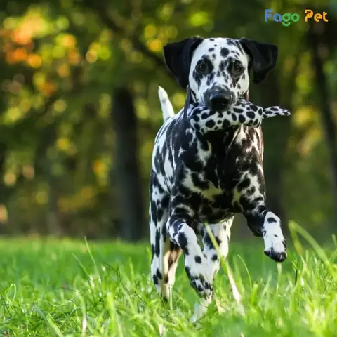 Báo Giá Khóa Huấn Luyện Chó Đốm