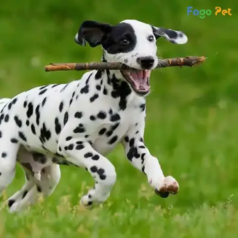 Những Thay Đổi Sau Khi Huấn Luyện Chó Đốm Tại Fago Pet