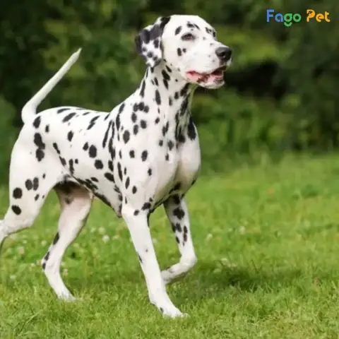 Cách Huấn Luyện Chó Đốm Nâng Cao