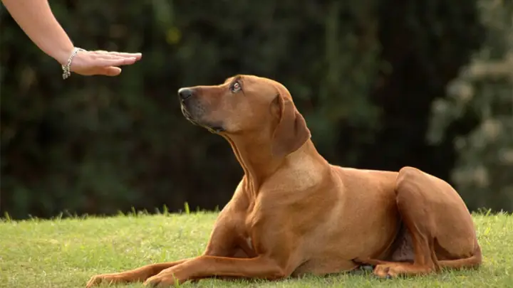 1dạy Chó Nằm Ngồi