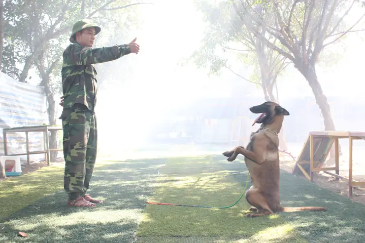 Cách Huấn Luyện Chó Canh Giữ Nhà Cửa