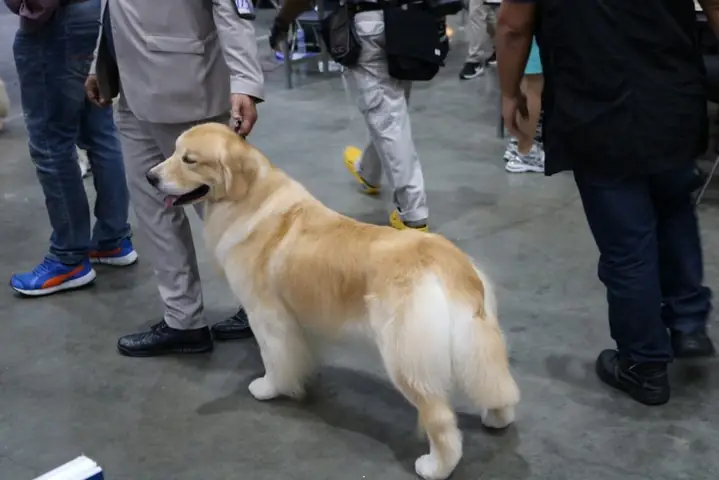 Cách Huấn Luyện Chó Golden Đứng Và Bò