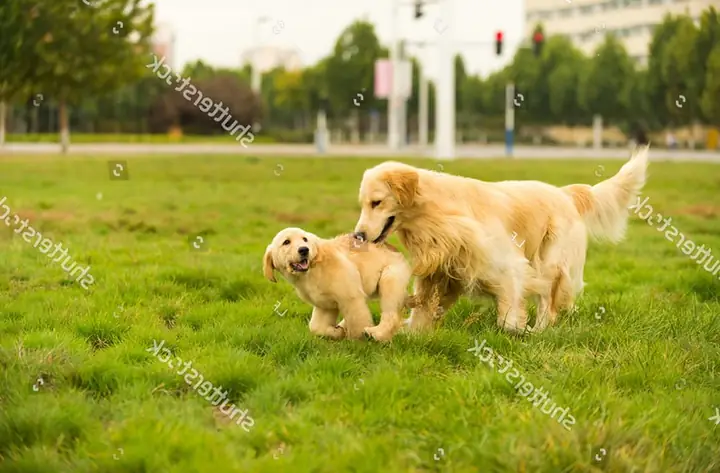 Huấn Luyện Thể Lực Cho Chó Golden Để Giải Phóng Năng Lượng Cho Chúng