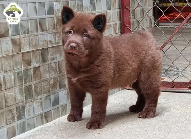 Huấn Luyện Chó H Mông Cộc Đánh Hơi Tìm Đồ Vật