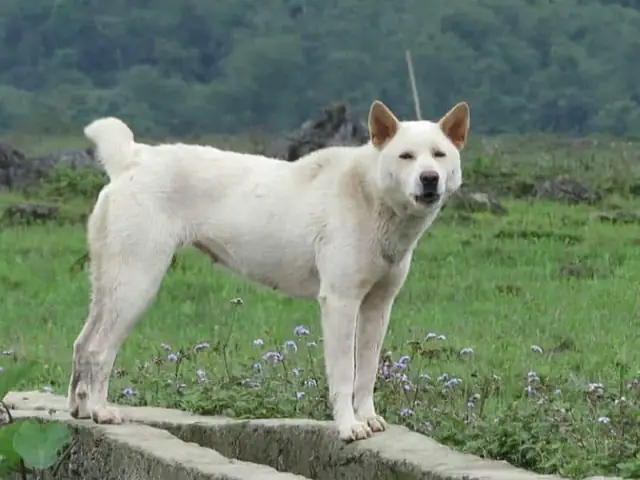 Cách Huấn Luyện Chó H'mông Cộc Đuôi