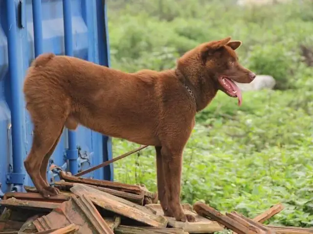 Cách Huấn Luyện Chó H’mông Cộc Đứng Theo Lệnh