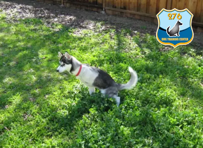 Huấn Luyện Chó Husky Đi Vệ Sinh Đúng Chỗ