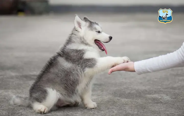 Những Lời Khuyên Quan Trọng Khi Huấn Luyện Chó Husky