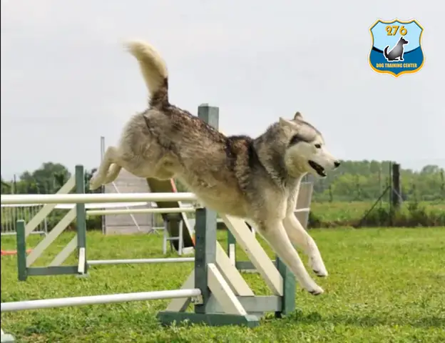 Tại Sao Huấn Luyện Chó Husky Là Quan Trọng?