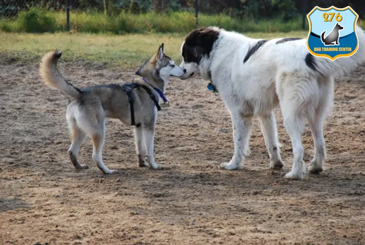 Huấn Luyện Chó Husky Hòa Đồng Với Các Vật Nuôi Khác