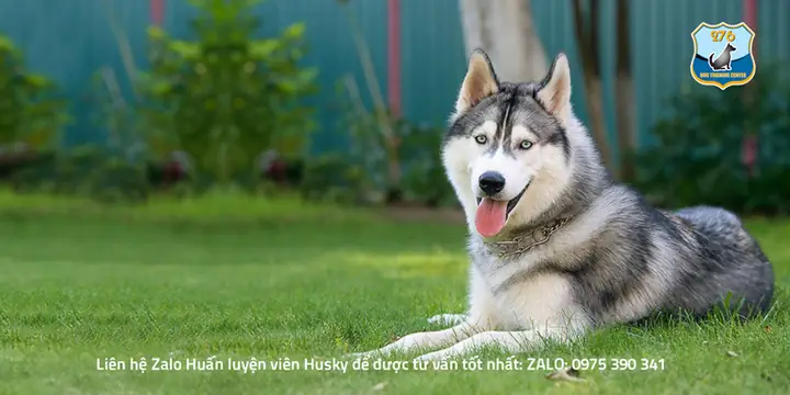 Huấn Luyện Chó Husky Tham Gia Các Cuộc Thi