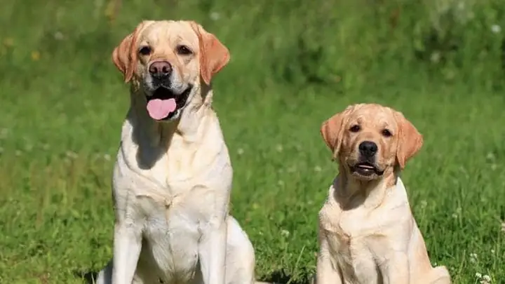 Huấn Luyện Chó Labrador Cơ Bản