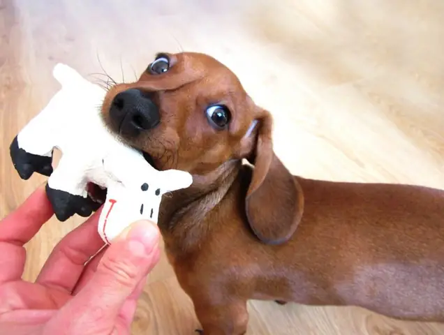 Huấn Luyện Cho Chó Lạp Xưởng Nghe Lời Khi Bạn Nói “không” Và “dừng Lại”