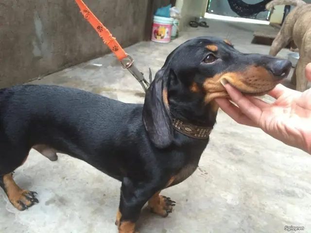 Huấn Luyện Chó Lạp Xưởng Cách Bắt Tay