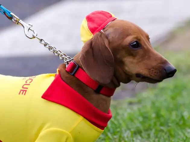 Cách Huấn Luyện Chó Lạp Xưởng Biết Chạy Lại Khi Nghe Chủ Gọi