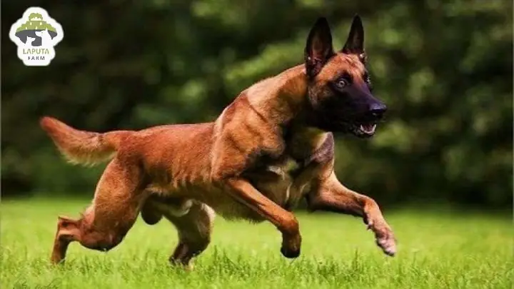 Giới Thiệu Chó Becgie Bỉ (malinois)