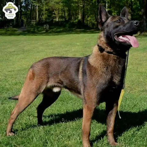 Cách Huấn Luyện Chó Malinois
