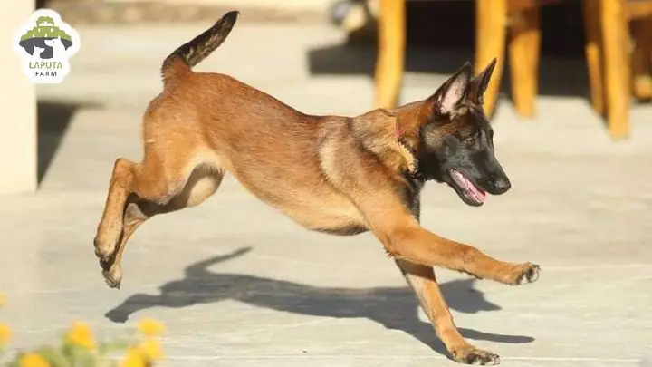 Huấn Luyện Chó Malinois Tìm Đồ Vật Và Mang Về