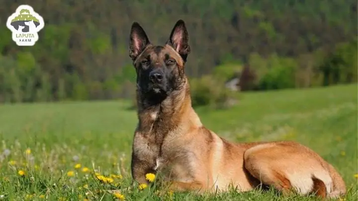 Huấn Luyện Chó Malinois Nằm Yên 1 Chỗ