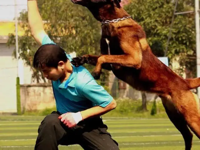 Huấn Luyện Chó Malinois Bảo Vệ Chủ Nhân