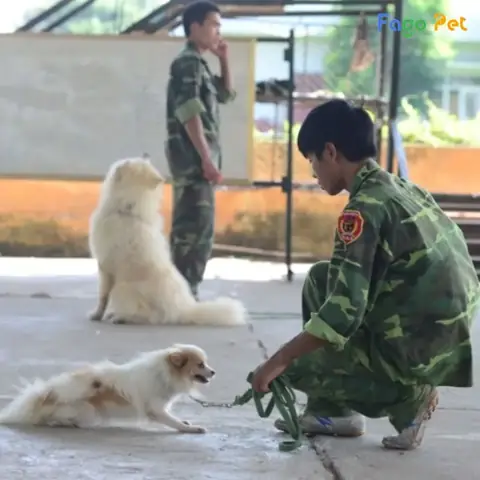 Thời Gian Huấn Luyện Chó Nằm Thời Gian Huấn Luyện Chó Nằm
