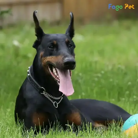 Huấn Luyện Chó Nằm Trên Thảm Huấn Luyện Chó Nằm Trên Thảm