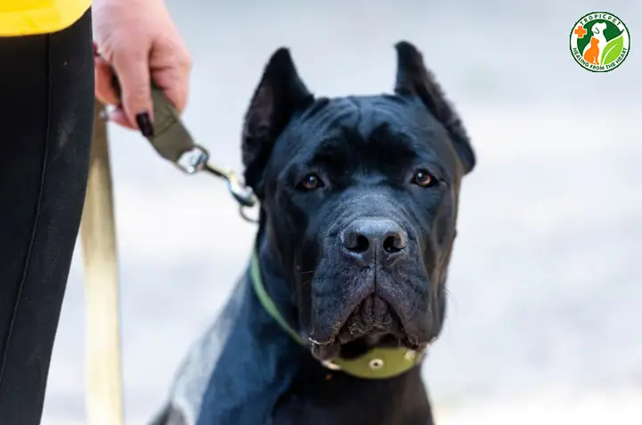 Hướng Dẫn Huấn Luyện Hướng Dẫn Huấn Luyện