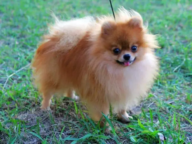 Cách Huấn Luyện Chó Phốc Sóc Đứng