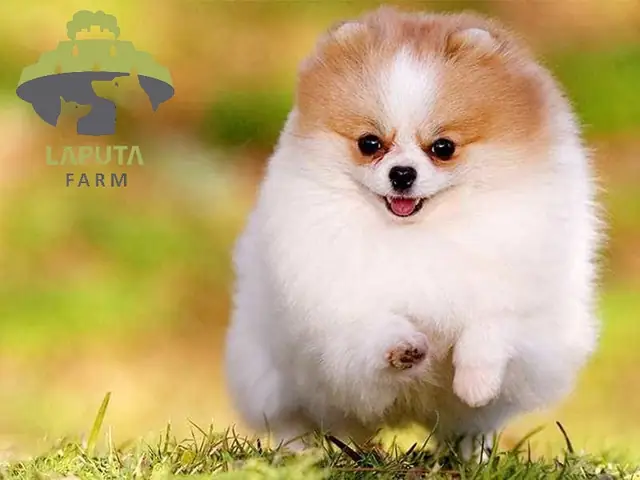 Cách Huấn Luyện Chó Phốc Sóc Sủa Theo Lệnh