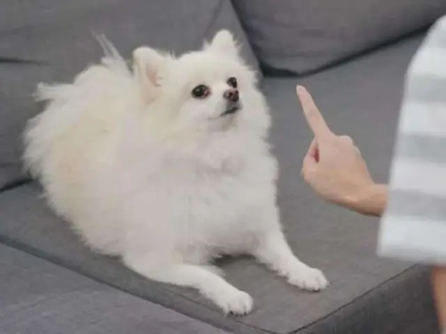 Cách Huấn Luyện Chó Phốc Sóc