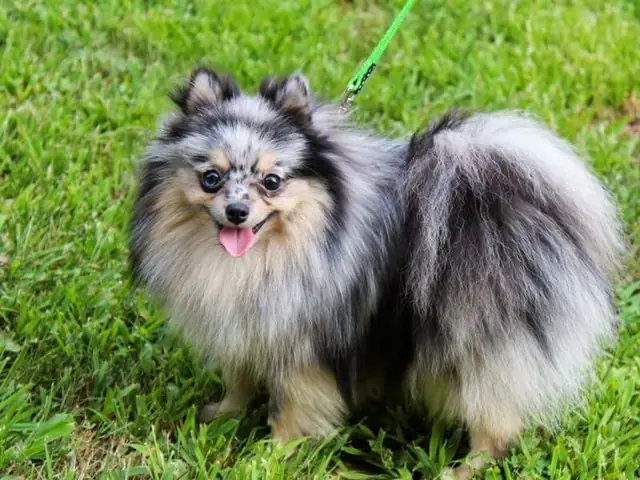 Huấn Luyện Chó Phốc Sóc Cần Chuẩn Bị Những Gì?